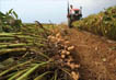 Harvest Peanuts